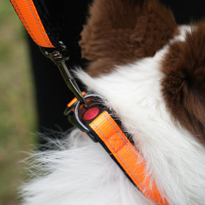 Bonnieharness Dog Collar With D-Ring And Safety Locking Buckle