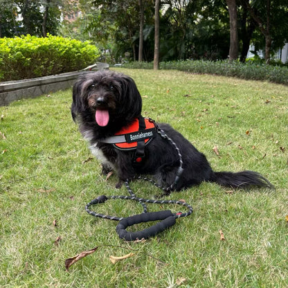 Bonnieharness Custom Dog Harness And Leash Set